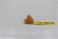 藏品(帶刺併額蟹)的圖片